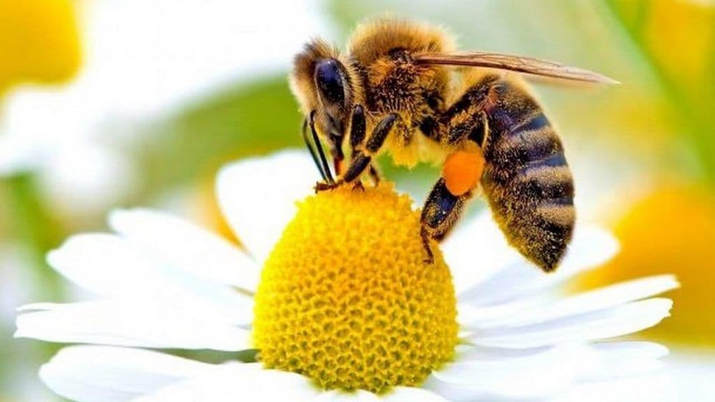 BEEPATHNET